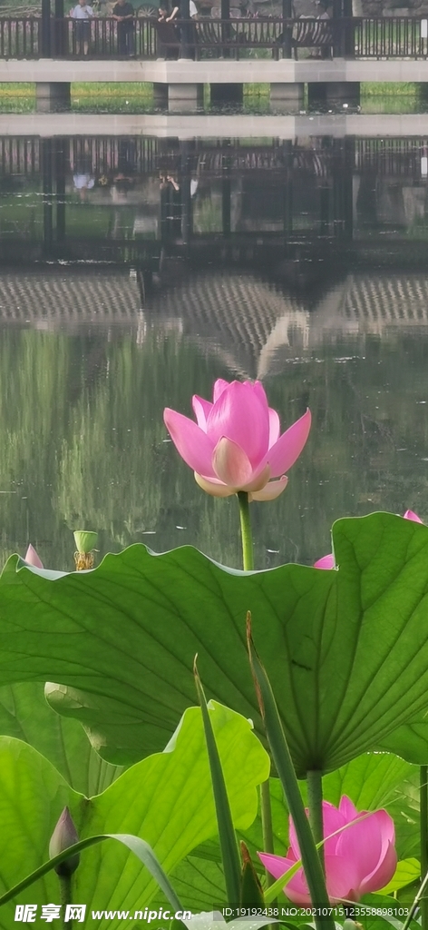 荷叶荷花 