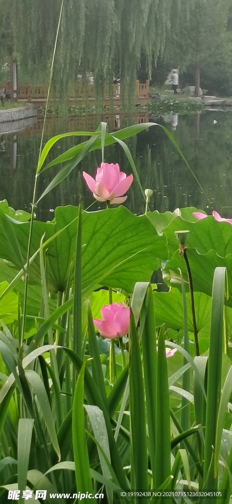 荷叶荷花 