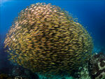 深海生物