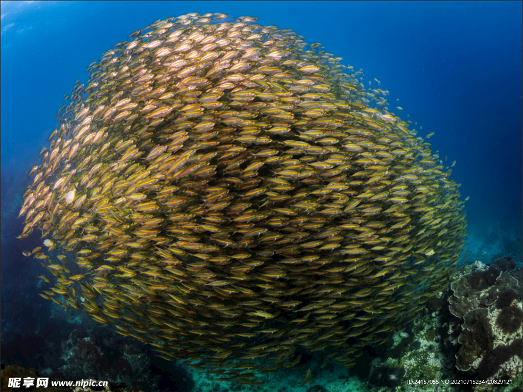 深海生物