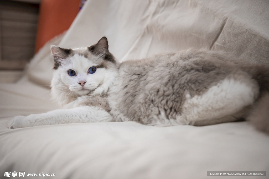 猫