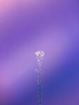 一朵花