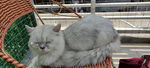 猫咪