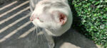 猫咪