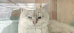 猫咪