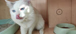 猫咪