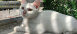猫咪