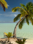 椰子树 海景