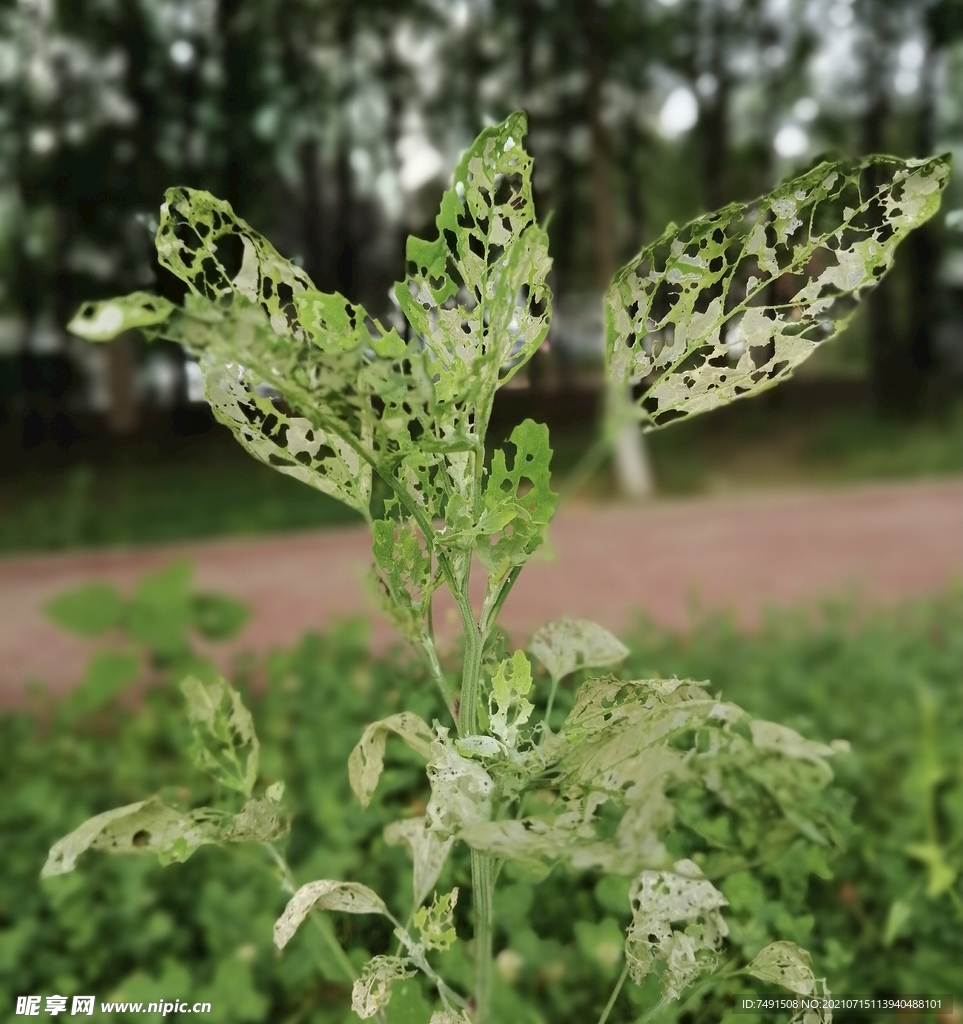 虫虫的午餐