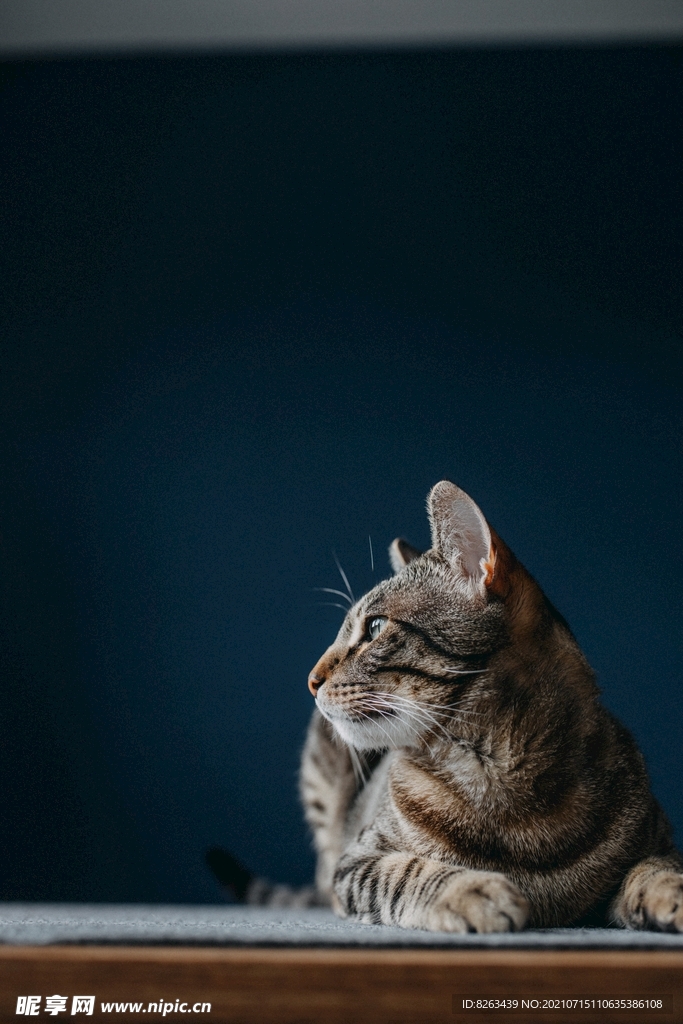 猫咪
