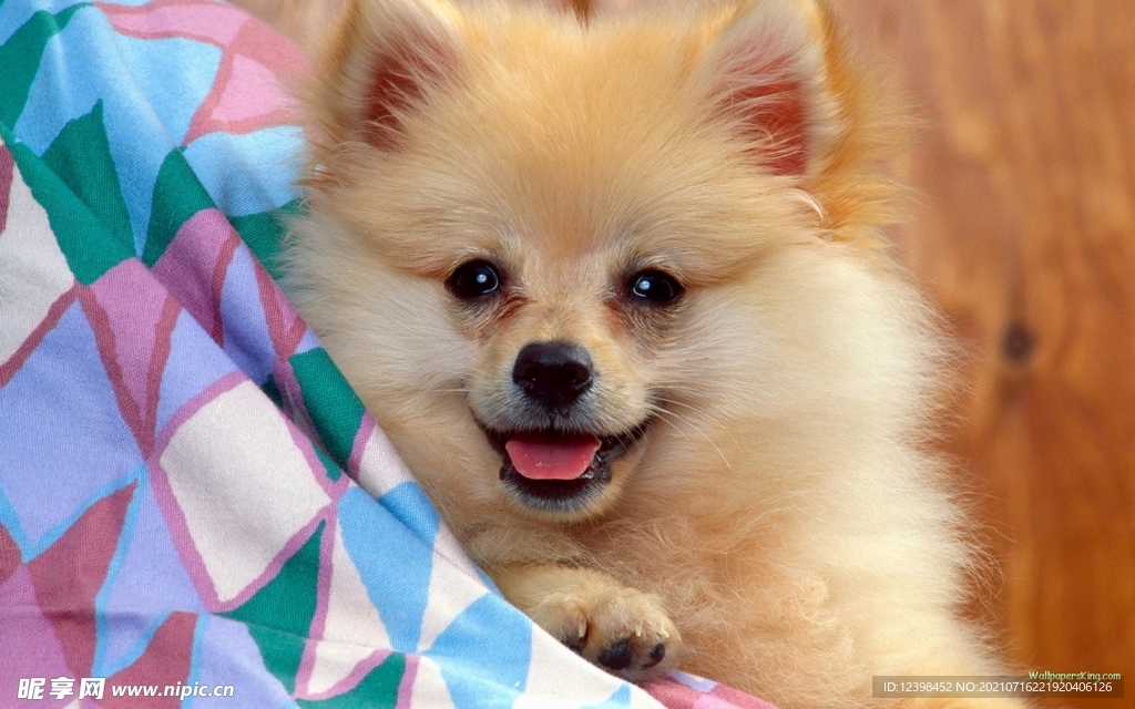 可爱呆萌的宠物犬
