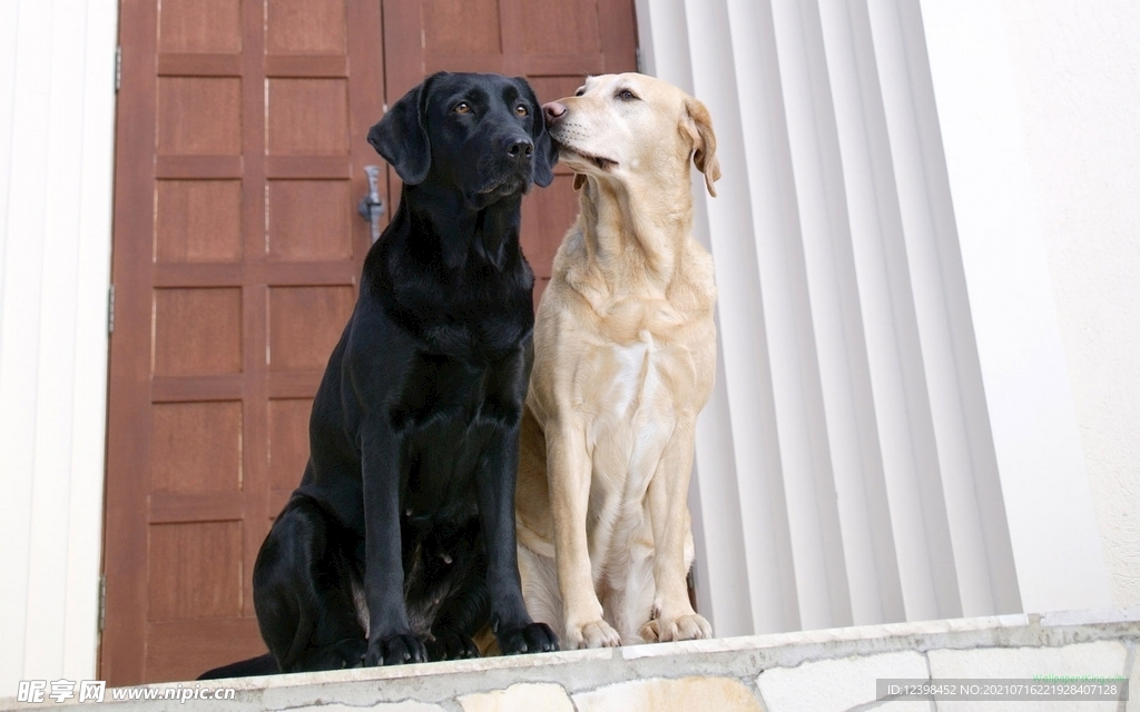 可爱呆萌的宠物犬