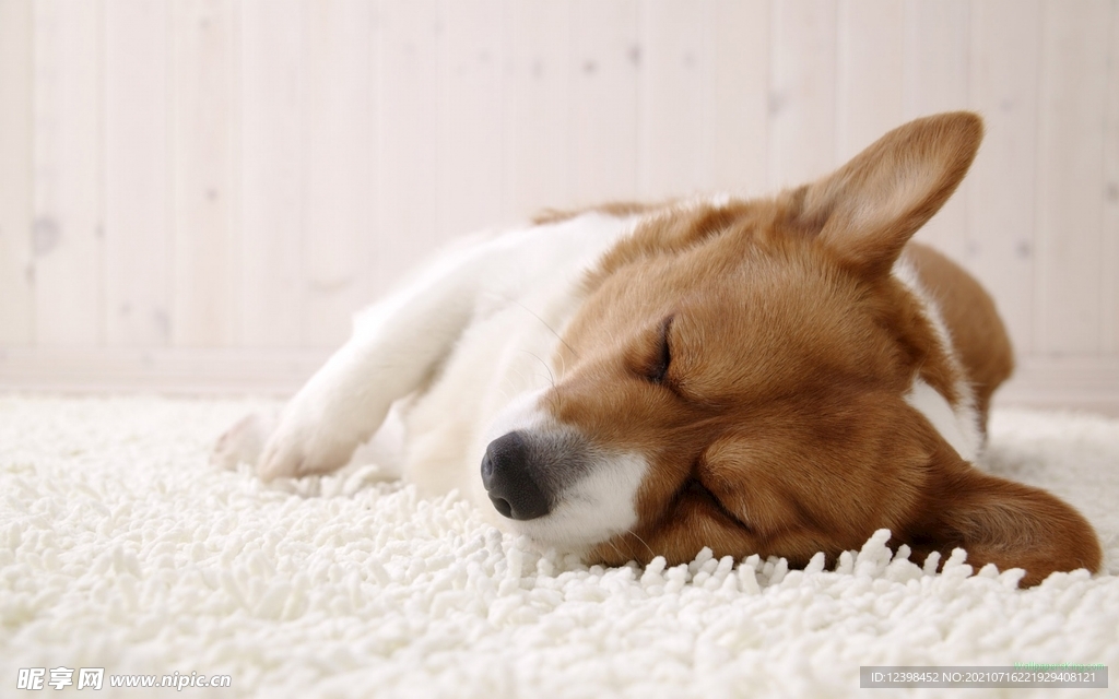 可爱呆萌的宠物犬
