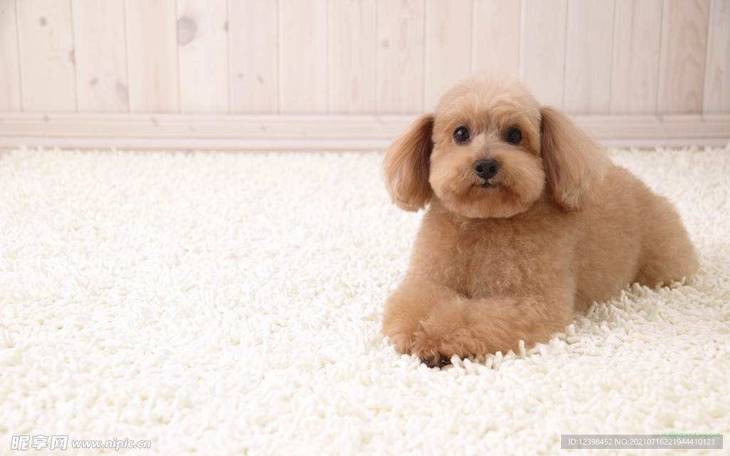 可爱呆萌的宠物犬