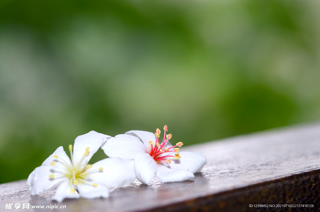 马蹄莲鲜花