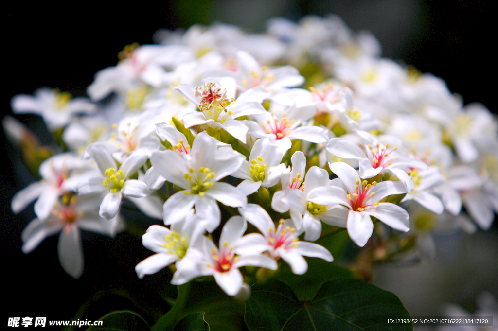 清新的小白花