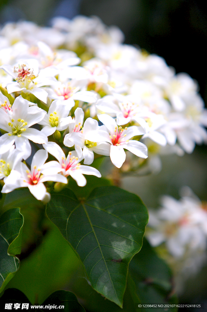 清新的小白花