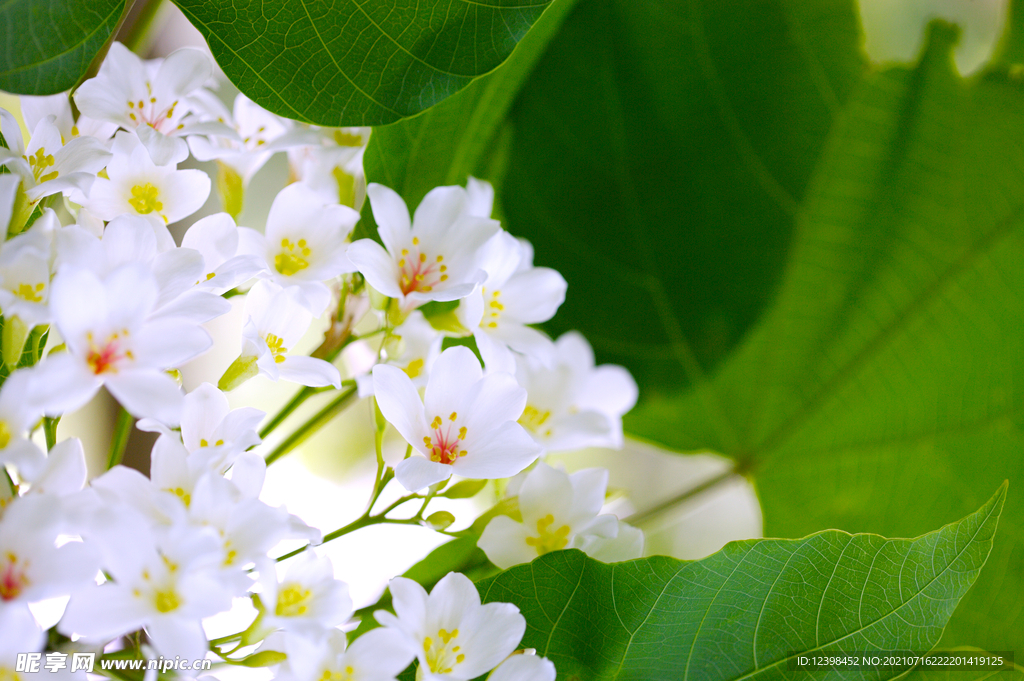 清新的小白花