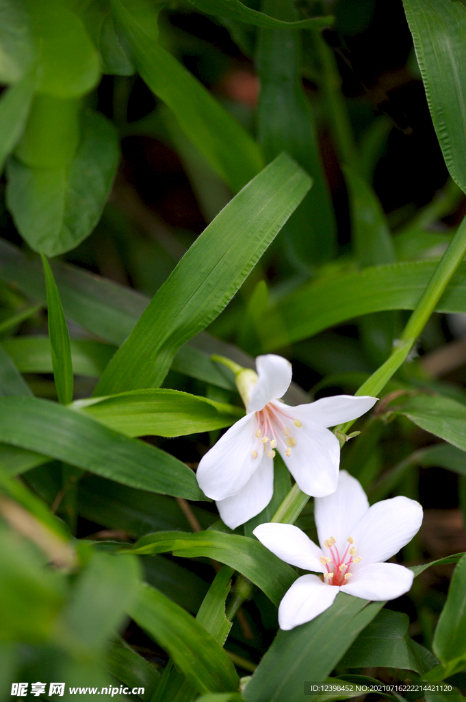 清新的小白花