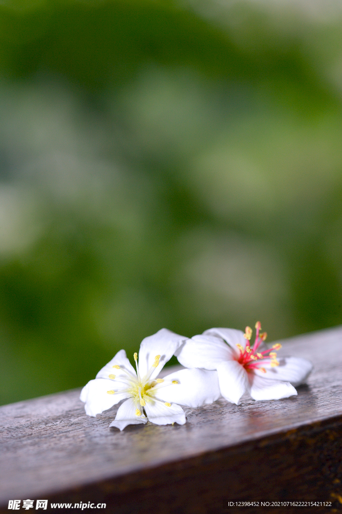 清新的小白花