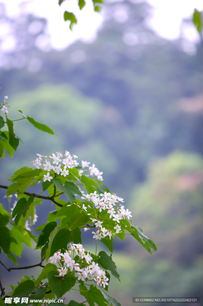 清新的小白花