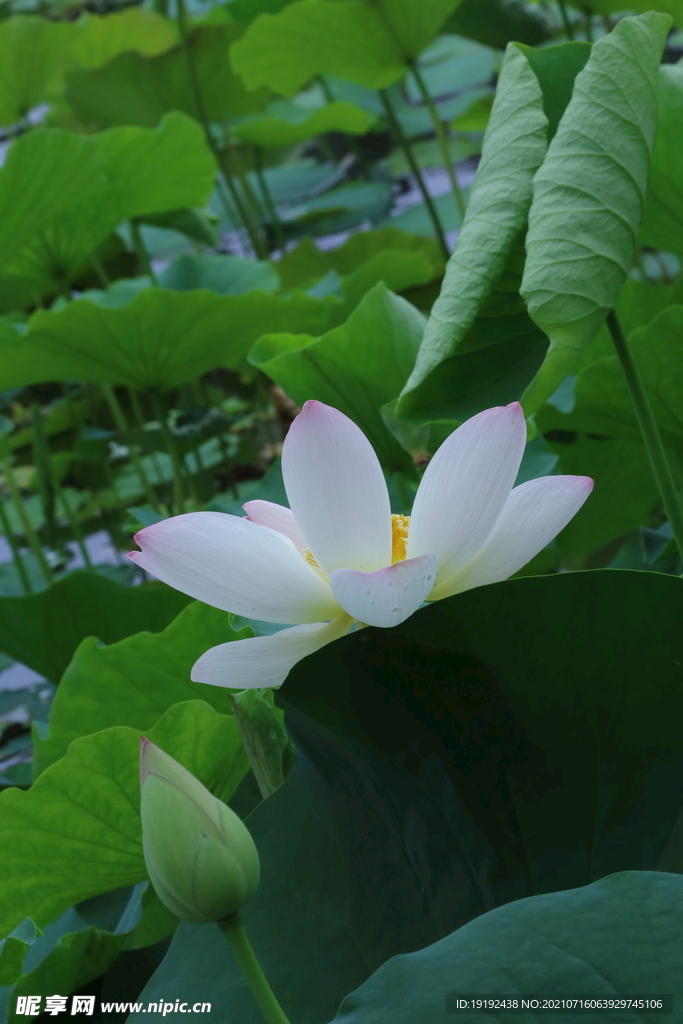 荷叶荷花