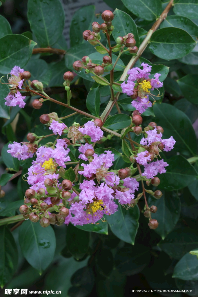 紫薇花