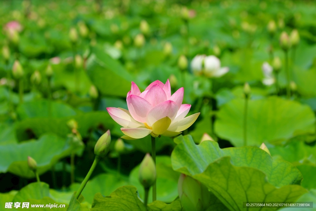 莲花