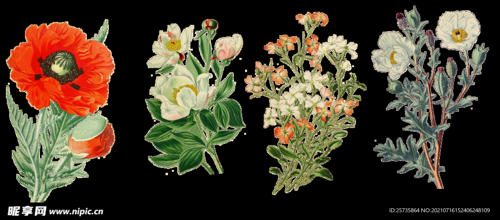 手绘花
