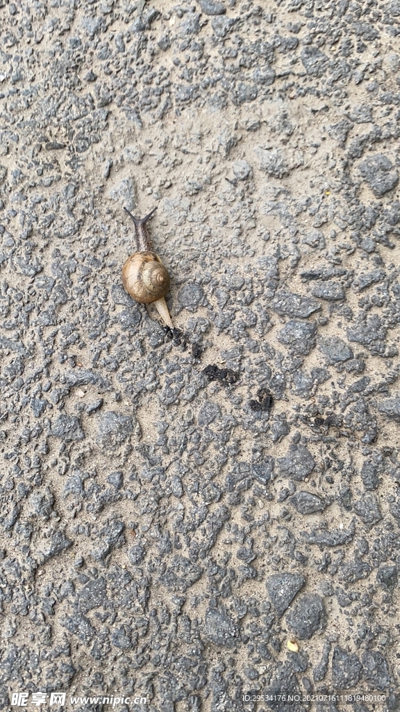 蜗牛 