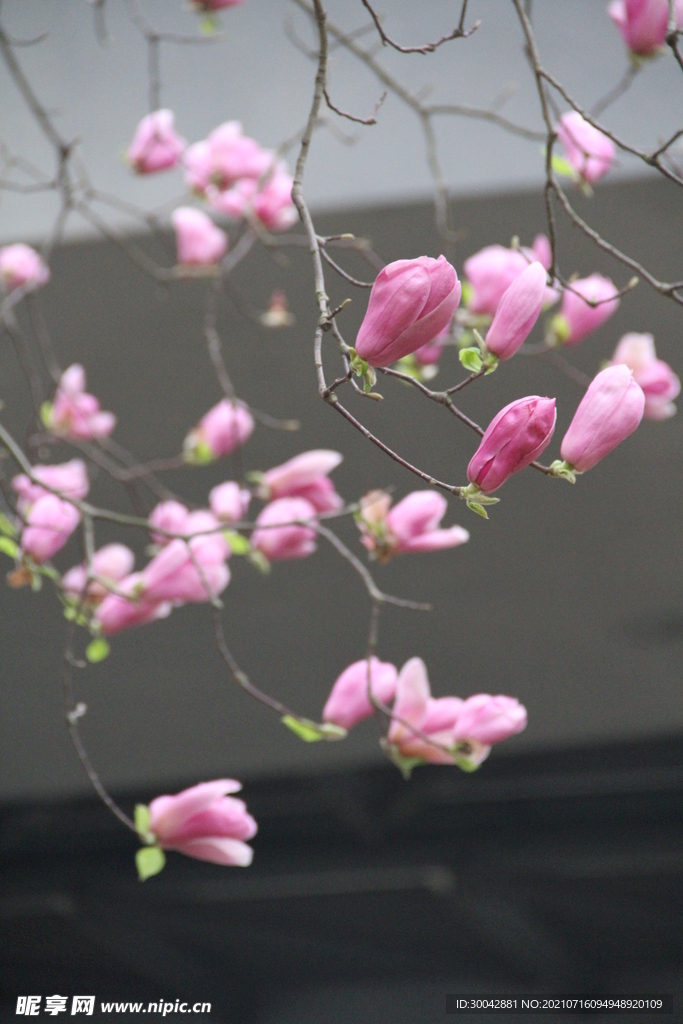 玉兰花