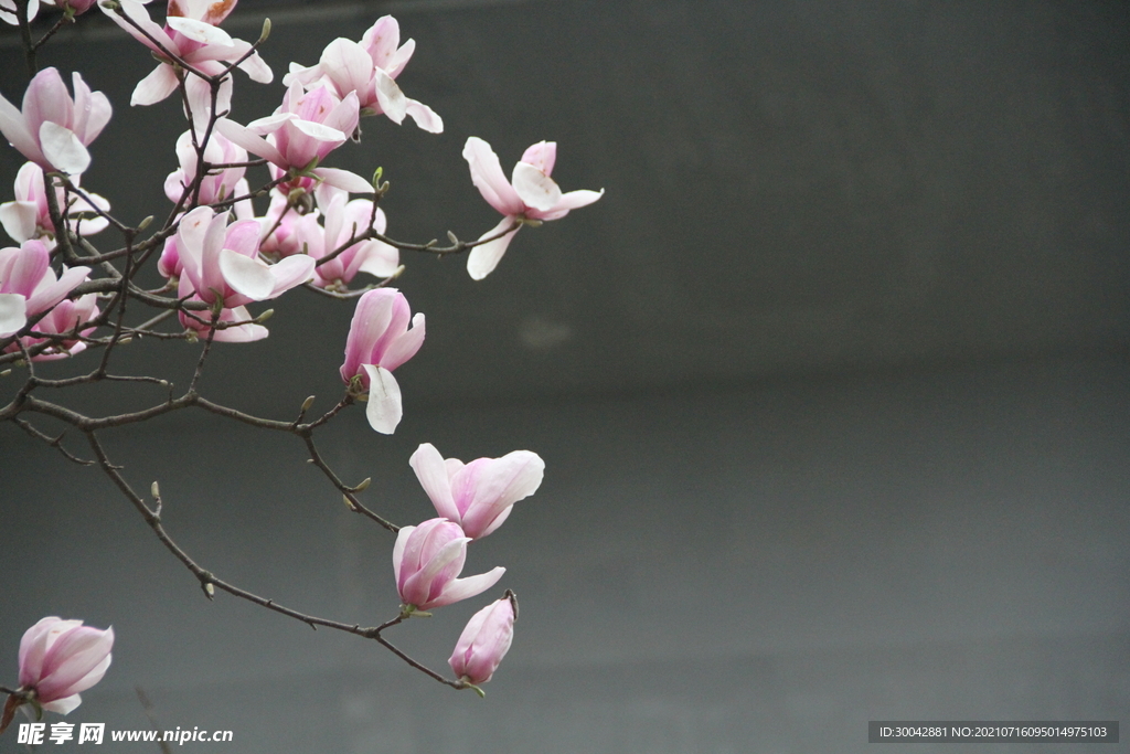玉兰花