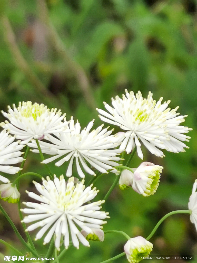 小白花