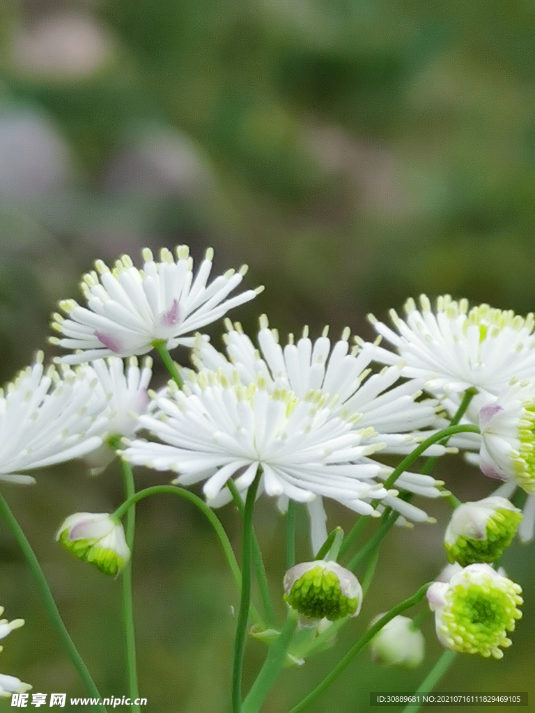 小白花