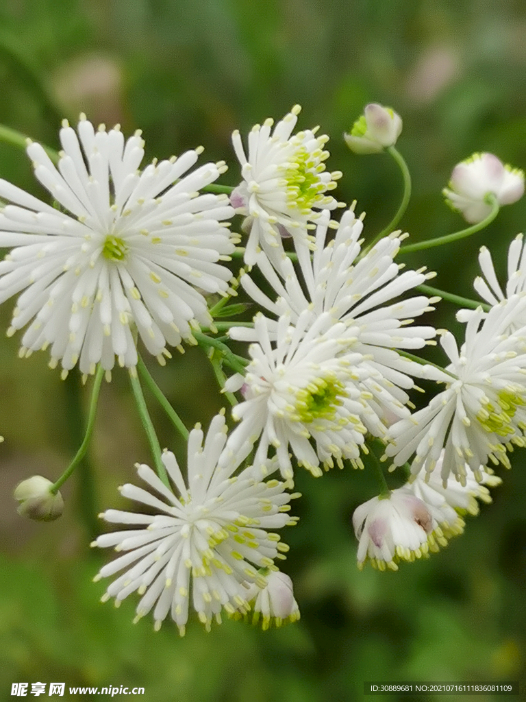 小白花