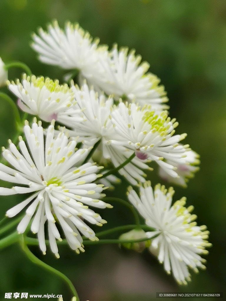 小白花