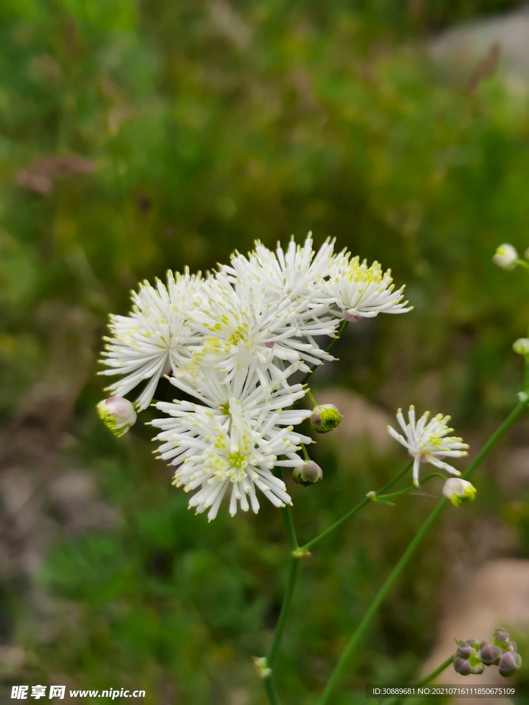 小白花