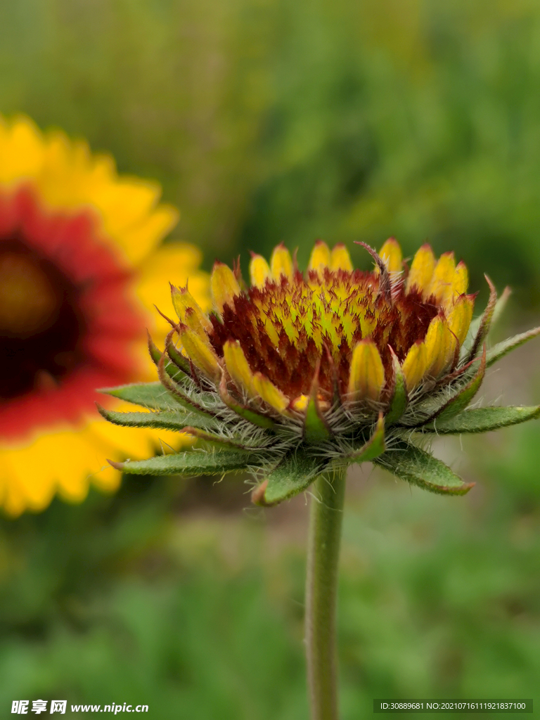 花