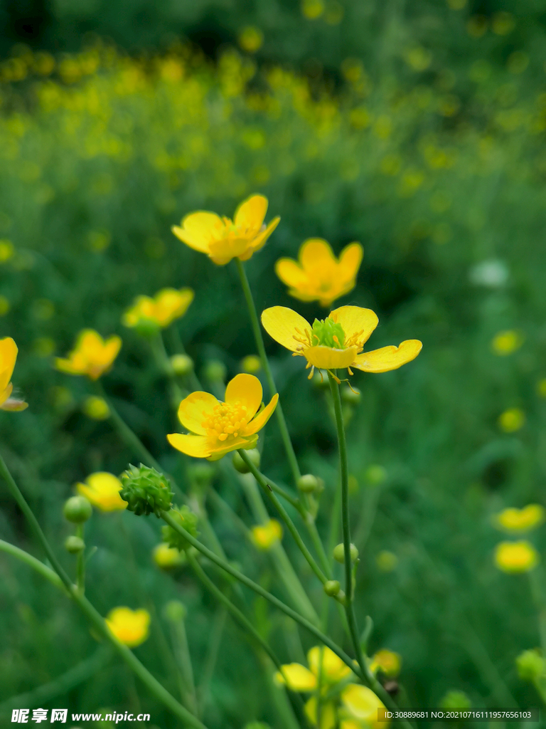 小黄花