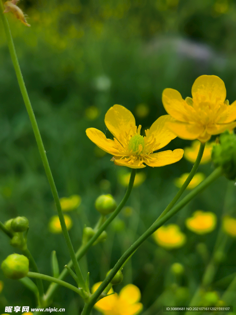 黄花