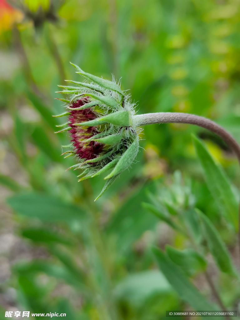 花