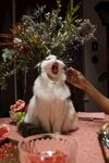 小猫打哈欠
