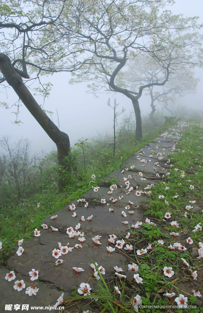 桐子花