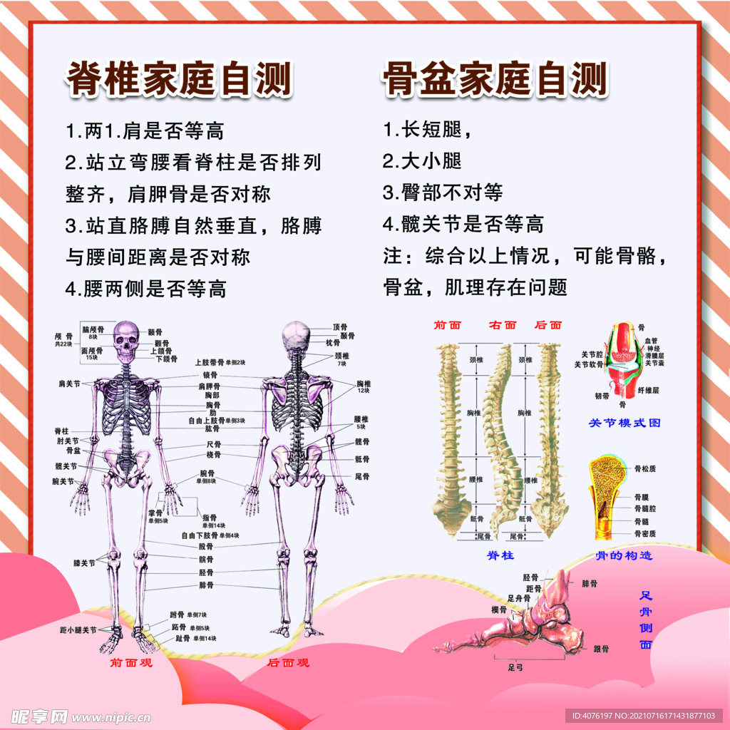 盆骨