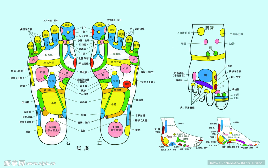 足部穴位图