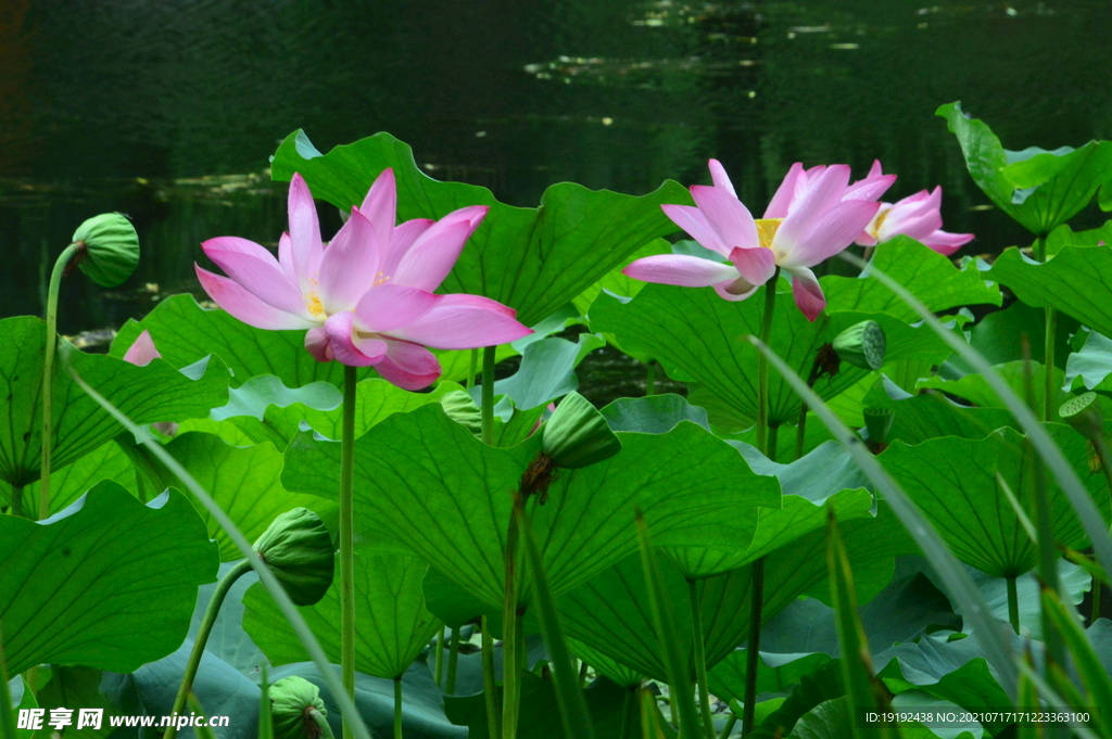 荷花