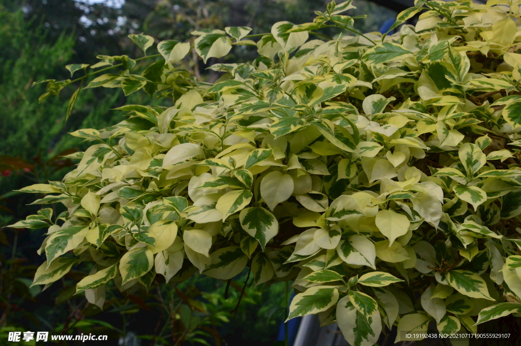 观叶植物 