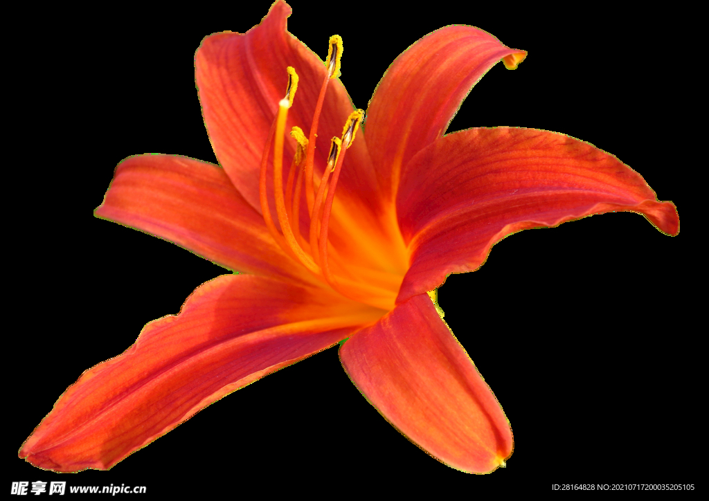 黄花菜