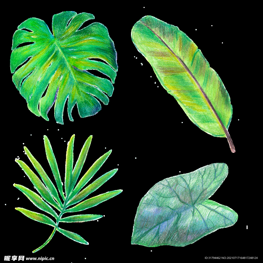 手绘花卉