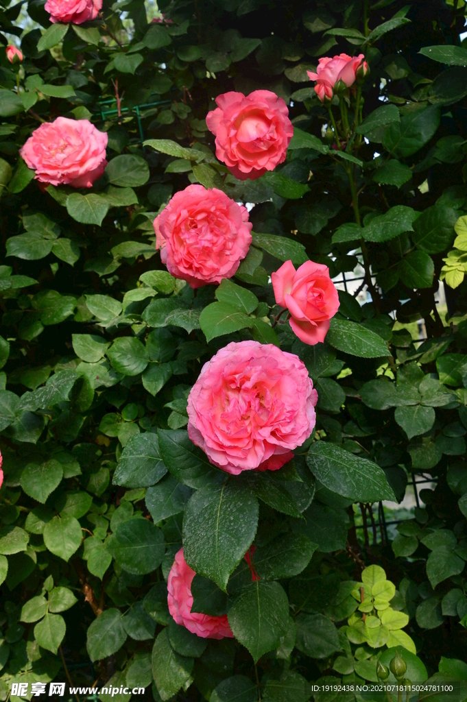 月季花